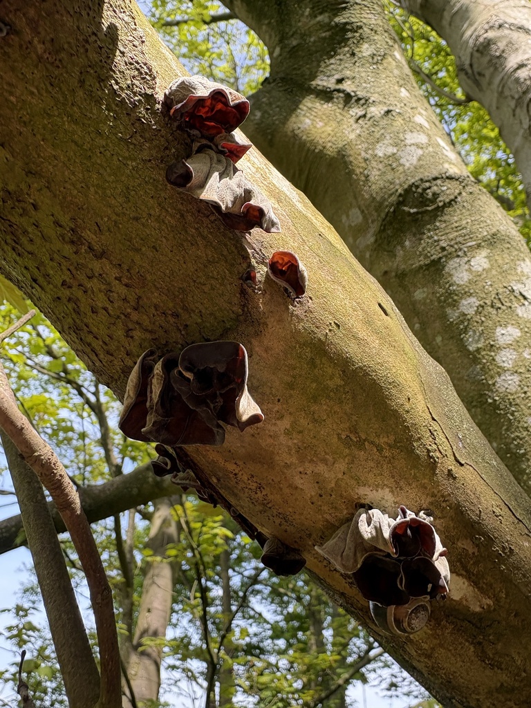 Auricularia auricula-judae · April 2026 · photo: © emmar90 (iNaturalist, cc-by)