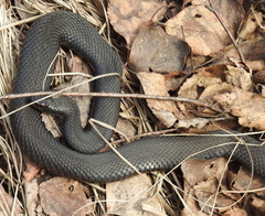 Vipera nikolskii