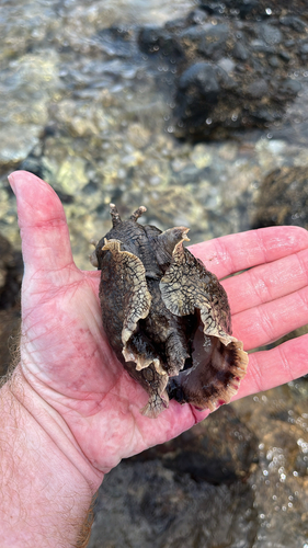 Aplysia dactylomela