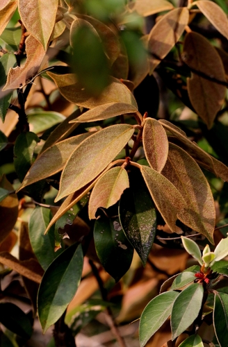 Machilus grijsii, photograph 1