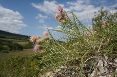 Ptilostemon echinocephalus