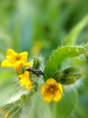 Plagiognathus moerens