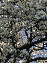 Magnolia × soulangeana