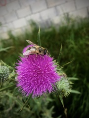 Eristalis tenax