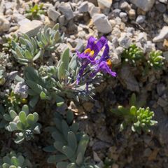 Linaria alpina alpina