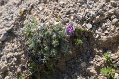 Linaria alpina alpina