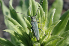 Phytoecia caerulescens