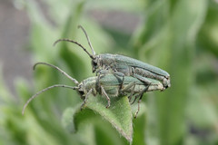Phytoecia caerulescens