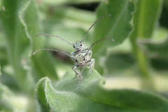 Phytoecia caerulescens