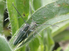 Phytoecia caerulescens