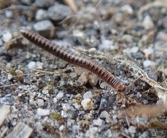 Brachyiulus pusillus