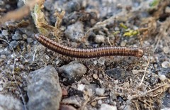 Brachyiulus pusillus