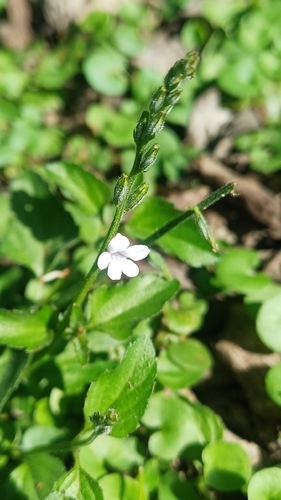 Priva cordifolia observed 2026-04-26