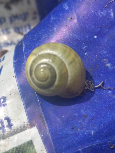 Cepaea