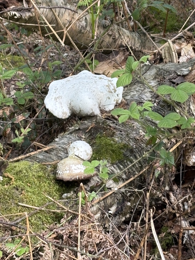 Fomitopsis betulina · April 2026 · photo: © emmar90 (iNaturalist, cc-by)