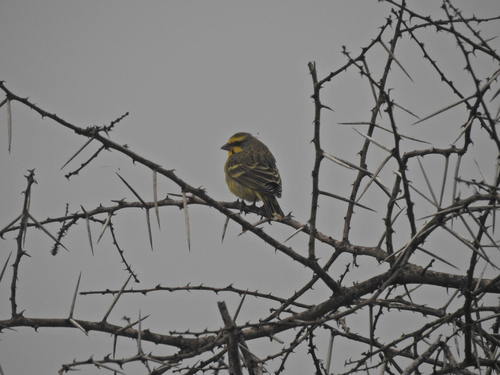 Yellow-fronted Canary