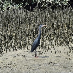 Egretta gularis