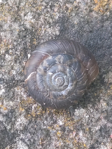 Trochulus striolatus