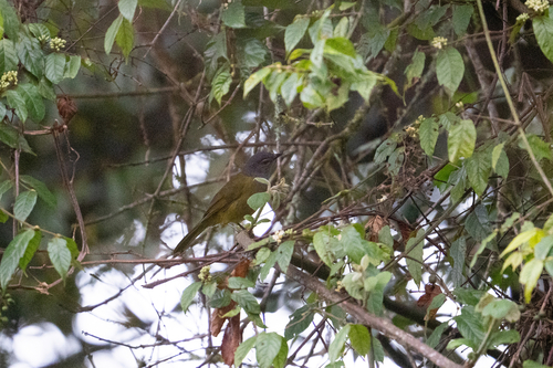 iNaturalist image