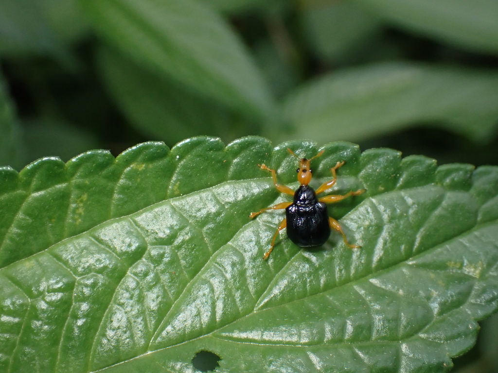 Tomapoderus cyclops from Yingjiang County, Dehong Dai and Jingpo ...