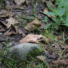 Rana pseudodalmatina