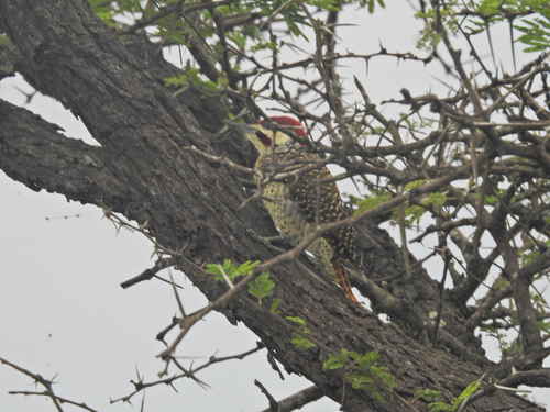Bennett's Woodpecker