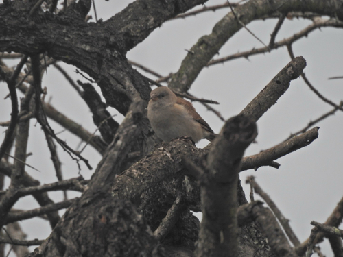 Southern Grey-headed Sparrow