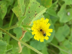 Cryptocephalus rugicollis