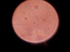 Psilocybe ovoideocystidiata