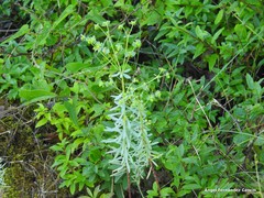 Euphorbia portlandica