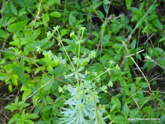Euphorbia portlandica