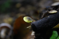 Simocybe olivaceiceps
