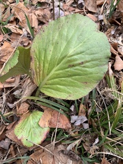 Bergenia crassifolia