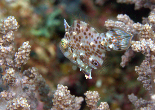 Rudarius minutus · iNaturalist Mexico