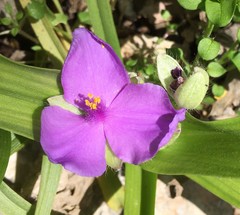 Tradescantia ernestiana