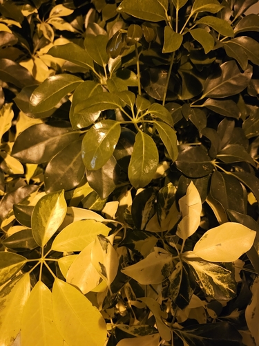 Heptapleurum ellipticum observed 2026-04-26