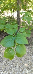 Tilia platyphyllos