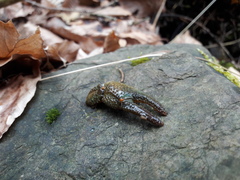 Austropotamobius torrentium