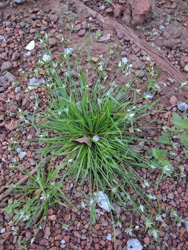 Rhynchospora pubera, 2026-04-25