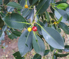 Ficus macrophylla