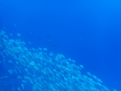 Sailfin snapper