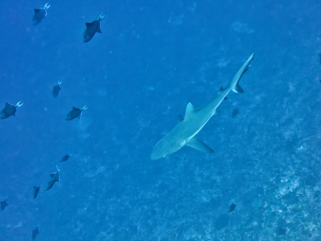 Grey reef shark