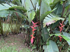 Heliconia pogonantha