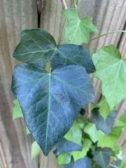 Hedera helix