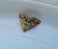 Elophila icciusalis