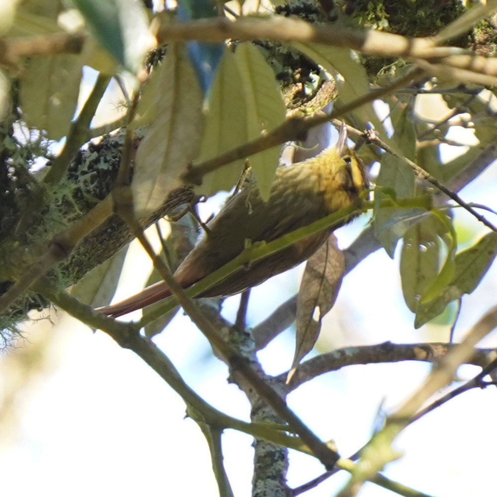 Sharp-billed Treehunter (Heliobletus contaminatus), photo 3