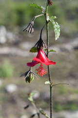 Hibiscus poeppigii