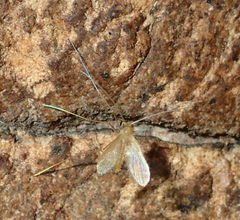Phlebotominae