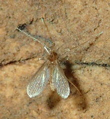 Phlebotominae