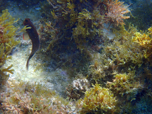 Ophioblennius macclurei